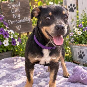 Darla -  Terrier and Mixed Breed Dog for Adoption in Merritt Island, Florida - Darla | PetCurious
