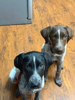King & Ace -  German Shorthaired Pointer Dog for Adoption in Melbourne, Arkansas - King & Ace | PetCurious