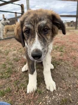 Murphy -  Great Pyrenees and Mixed Breed Dog for Adoption in Lafayette, Colorado - Murphy | PetCurious
