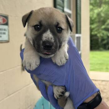 Husky and Mixed Breed Dogs Available for Adoption in Lucedale, Mississippi - FEMALE PUP 1 | PetCurious