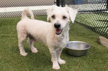 BEEBEE -  Terrier Dog for Adoption in Santa Monica, California - BEEBEE | PetCurious