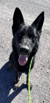 Rescue German Shepherd Dog Dogs for Adoption in Incline Village, Nevada - Levi | PetCurious