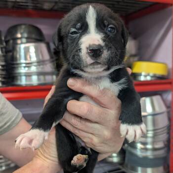 Garth -  Pit Bull Terrier Dog for Adoption in Jefferson City, Tennessee - Garth | PetCurious