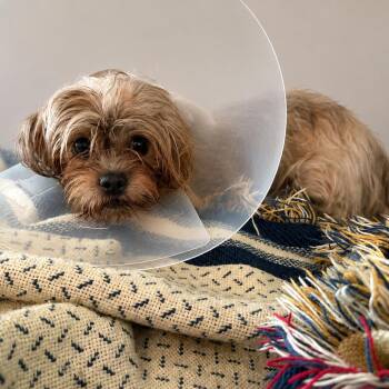 Muffin -  Shih Tzu Dog for Adoption in Sunrise, Florida - Muffin | PetCurious