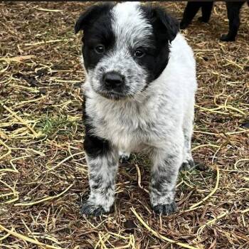 Mixed Breed Dogs Available for Adoption - Benny | PetCurious