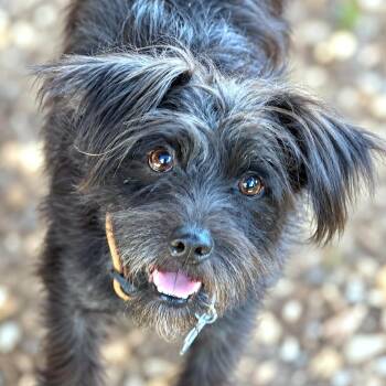 Bonnie Belle -  Schnauzer and Wirehaired Terrier Dog for Adoption in Boerne, Texas - Bonnie Belle | PetCurious