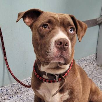 American Staffordshire Terrier Dogs Available for Adoption - Suede | PetCurious