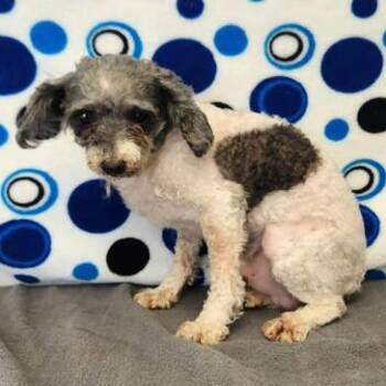 Poodle Dogs Available for Adoption in Benld, Illinois - Speckles | PetCurious