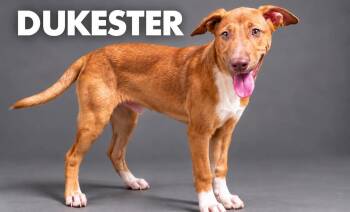 Dukester -  Labrador Retriever and Australian Kelpie Dog for Adoption in Lucas, Texas - Dukester | PetCurious