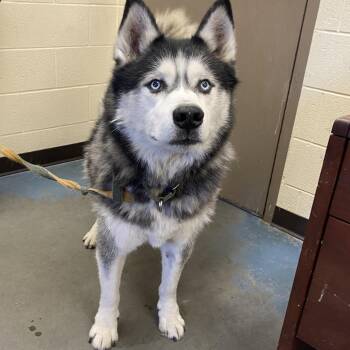 Milosh -  Mixed Breed Dog for Adoption in Memphis, Tennessee - Milosh | PetCurious