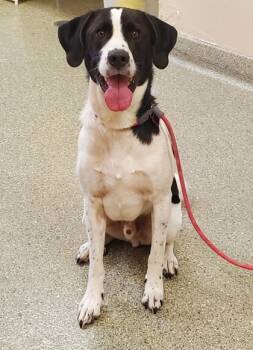 Rescue Great Pyrenees and Mixed Breed Dogs for Adoption in Kansas City, Missouri - Meeko | PetCurious