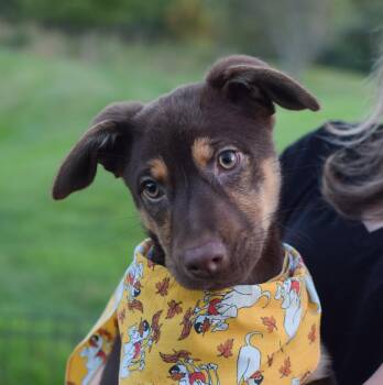 Poppy (female) -  Shepherd and Husky Dog for Adoption in West Grove, Pennsylvania - Poppy (female) | PetCurious