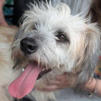Finley C-34306 -  Terrier and Maltese Dog for Adoption in Oklahoma City, Oklahoma - Finley C-34306 | PetCurious