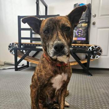 Valentines -  American Staffordshire Terrier Dog for Adoption in Klein, Texas - Valentines | PetCurious