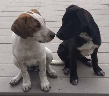 Ferris -  Labrador Retriever Dog for Adoption in Tulsa, Oklahoma - Ferris | PetCurious