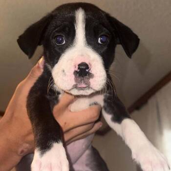 Tessie -  Boxer Dog for Adoption in West Islip, New York - Tessie | PetCurious
