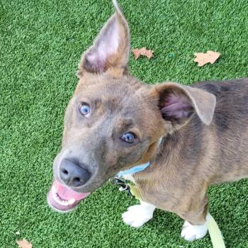 Rescue Pit Bull Terrier Dogs for Adoption in Chattanooga, Tennessee - Elliot | PetCurious