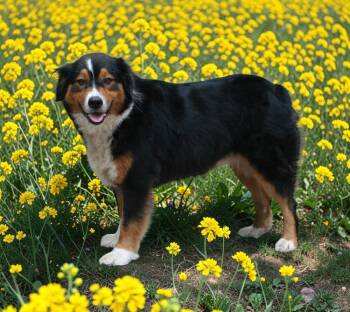 Riley -  Australian Shepherd Dog for Adoption in Pulaski, Tennessee - Riley | PetCurious