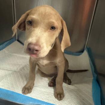 Charlie -  Mixed Breed Dog for Adoption in Columbus, Georgia - Charlie | PetCurious
