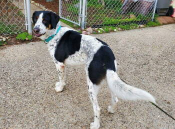 Rescue Coonhound Dogs for Adoption in Fishers, Indiana - Wapiti | PetCurious