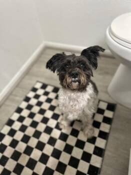 Dutches -  Schnauzer and Mixed Breed Dog for Adoption in Fort Worth, Texas - Dutches | PetCurious