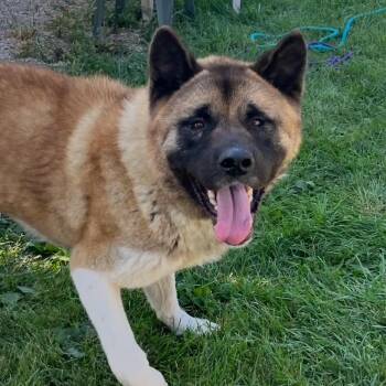 Rescue Akita Dogs for Adoption in West Jefferson, Ohio - Grimswick | PetCurious