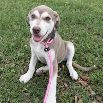 Labrador Retriever and Husky Dogs Available for Adoption in Harlingen, Texas - Posie | PetCurious