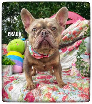 French Bulldog Dogs Available for Adoption in Sebring, Florida - Prada | PetCurious