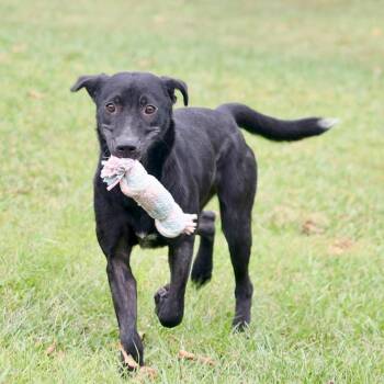 Rescue Labrador Retriever Dogs for Adoption in Wilmington, North Carolina - Salem/Coco | PetCurious