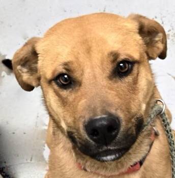 Rescue Labrador Retriever Dogs for Adoption in San Luis, Colorado - Danny | PetCurious