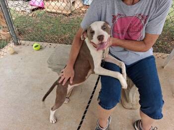 Vanna - At shelter available 9/1 -  Pit Bull Terrier Dog for Adoption in Rustburg, Virginia - Vanna - At Shelter Available 9/1 | PetCurious