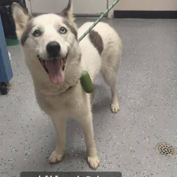 Kiki -  Husky Dog for Adoption in New Tazewell, Tennessee - Kiki | PetCurious
