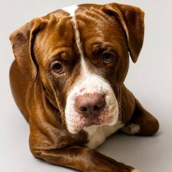 Pit Bull Terrier Dogs Available for Adoption in Naperville, Illinois - Silas | PetCurious