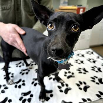 Mixed Breed Dogs Available for Adoption - Charm | PetCurious