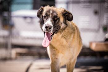Anatolian Shepherd Dogs Available for Adoption in Twentynine Palms, California - Mila | PetCurious