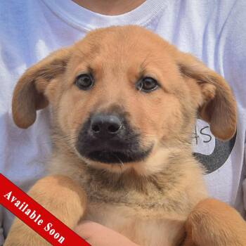 Dottie -  Anatolian Shepherd and German Shepherd Dog Dog for Adoption in Huntley, Illinois - Dottie | PetCurious