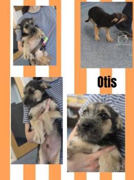 OTIS -  Terrier and Mixed Breed Dog for Adoption in Kenansville, North Carolina - OTIS | PetCurious