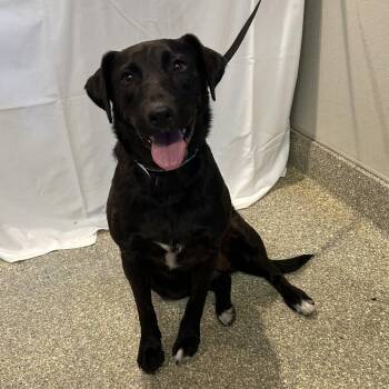 IVHS-Stray-140467 -  Black Labrador Retriever Dog for Adoption in San Gabriel, California - IVHS-Stray-140467 | PetCurious