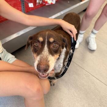 Butternut -  Australian Shepherd and Mixed Breed Dog for Adoption in New York, New York - Butternut | PetCurious