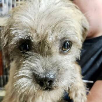 Rescue Terrier and Mixed Breed Dogs for Adoption in Broken Arrow, Oklahoma - Sequoia | PetCurious