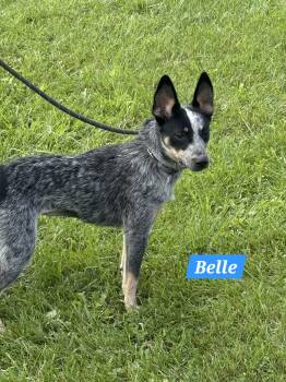 Belle -  Cattle Dog Dog for Adoption in Joliet, Illinois - Belle | PetCurious
