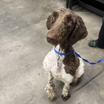 Nona -  Standard Poodle Dog for Adoption in Tampa, Florida - Nona | PetCurious