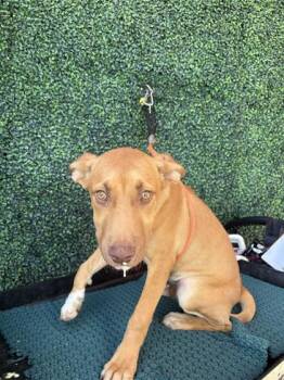 61563690 -  Mixed Breed Dog for Adoption in El Paso, Texas - 61563690 | PetCurious