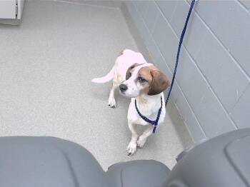 GOOSE -  Basset Hound and Mixed Breed Dog for Adoption in Omaha, Nebraska - GOOSE | PetCurious