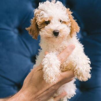 Teshio -  Miniature Poodle Dog for Adoption in Zionsville, Indiana - Teshio | PetCurious