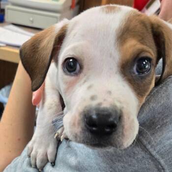 Pit Bull Terrier and Mixed Breed Dogs Available for Adoption - Wishbone | PetCurious