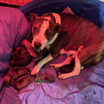 Mixed Breed Dogs Available for Adoption in Dekalb, Illinois - Tate | PetCurious
