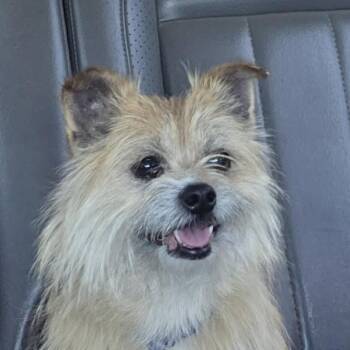 Little Bill (20260605-01) -  Cairn Terrier Dog for Adoption in Niagara Falls, Ontario - Little Bill (20260605-01) | PetCurious