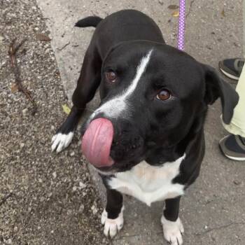 Pup Pup -  Pit Bull Terrier and Mixed Breed Dog for Adoption in Chicago, Illinois - Pup Pup | PetCurious