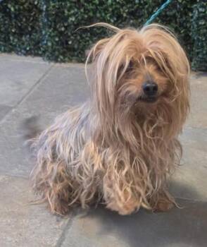 61229047 -  Yorkshire Terrier Dog for Adoption in El Paso, Texas - 61229047 | PetCurious